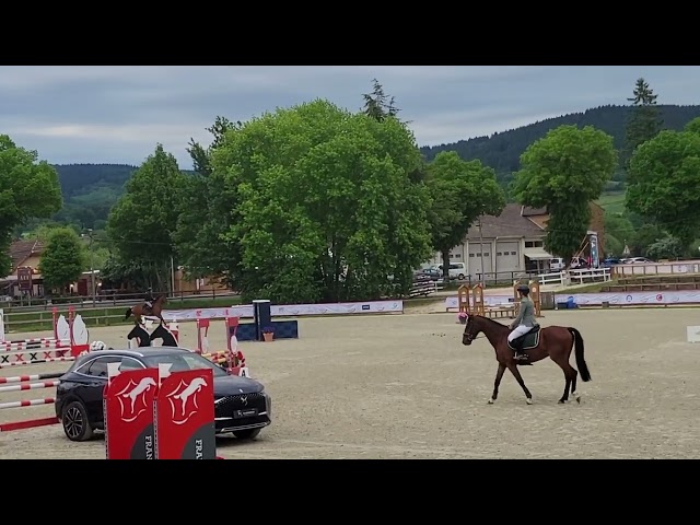 Cavalla Sella Francese In vendita 2022 Baio