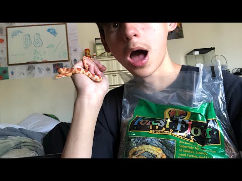 YouTube video about: How often do you change a snakes bedding?