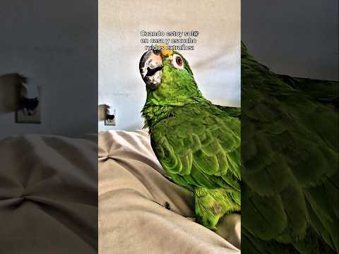 Protégeme señor con tu espíritu#parrotlover #birdlovers #parrottalking #talkingparrot #comedyshorts
