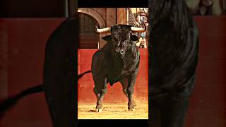 Download lagu Rock and Bull scene | Red notice | Ryan Reynolds | Dwayne Johnson | #hollywood #rednotice #shorts mp3