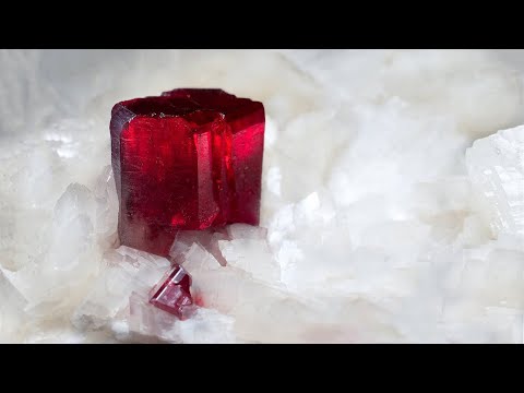 The Search for the Elixir of Life