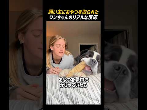飼い主におやつを取られたワンちゃんのリアルな反応
