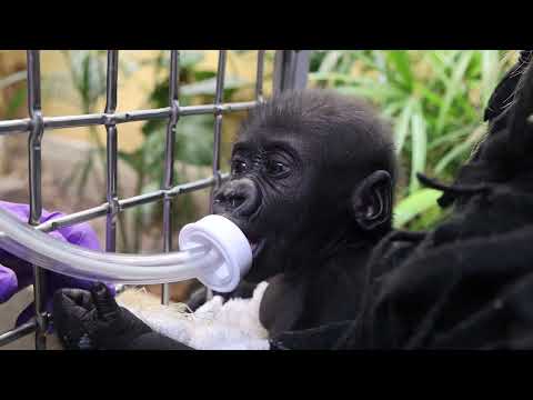 Baby Gorilla Jameela Update