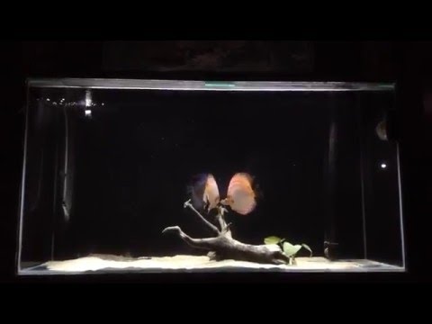 My Discus fish tank