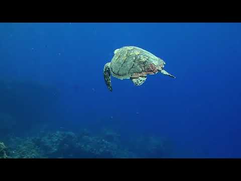 Tema de Nicolás y Alejandra ,   Sea Turtles - Franck Pourcel - ( 432 Hz )