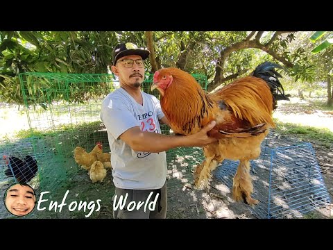 , title : 'AMAZING BREEDS OF CHICKENS | KAKAIBANG URI AT LAHI NG MGA MANOK | Entongs World'