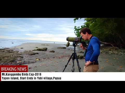 Yapen Island Birding-Papua