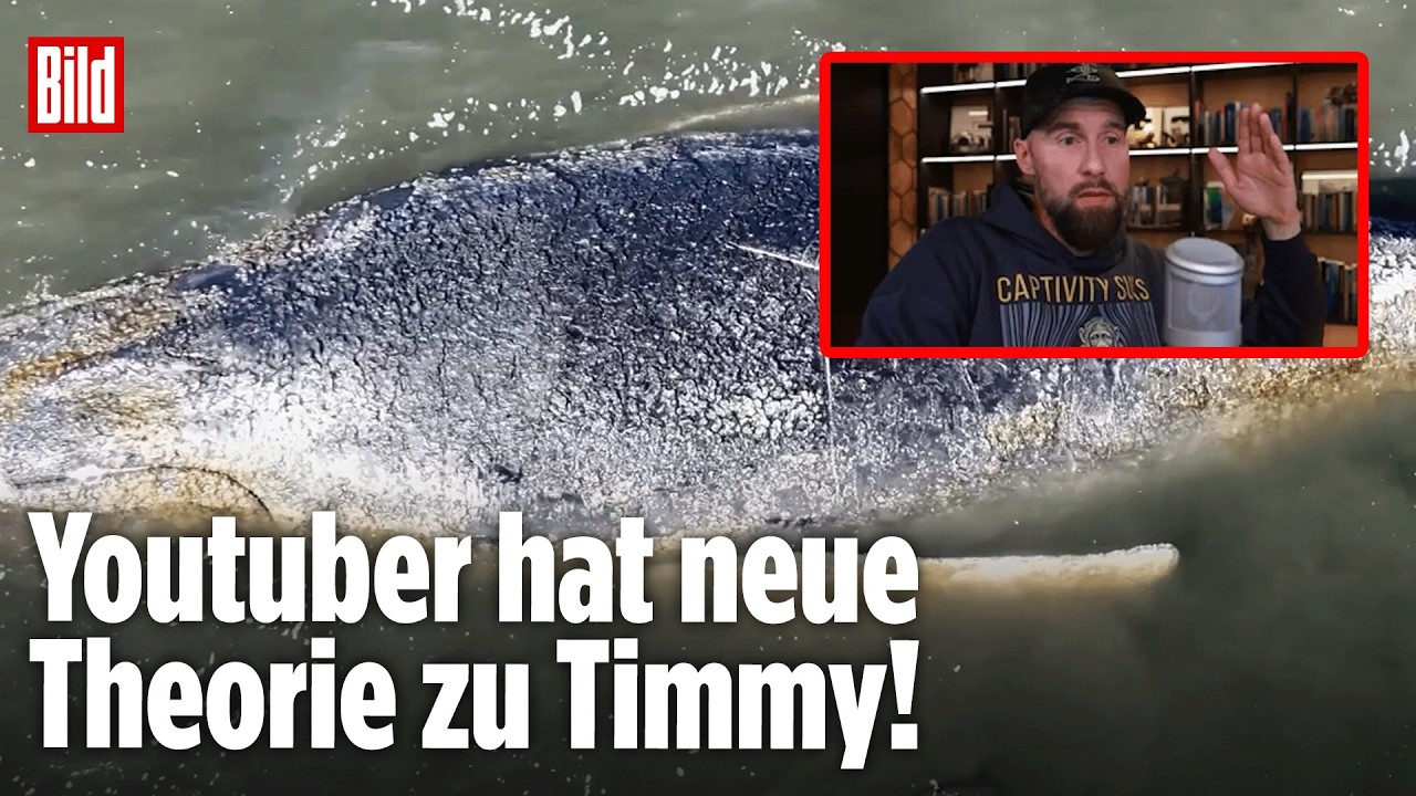 Neue Theorie von Robert Marc Lehmann: Wal Timmy musste schon einmal gerettet werden!