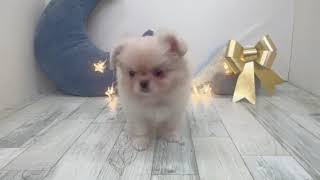 ハーフ犬の動画01