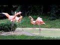 Flamingo Fight At The Columbus Zoo