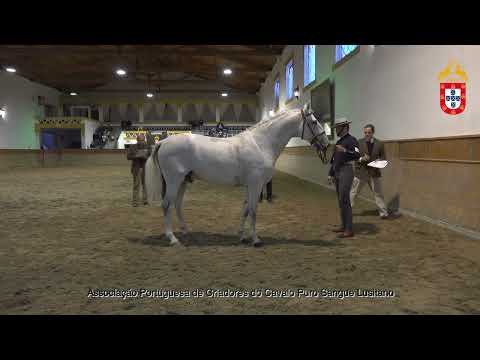 220128 15 Laço - Aprovação de Garanhões