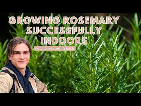 Rosemary: Growing Indoors, Pruning Techniques, Root Pruning