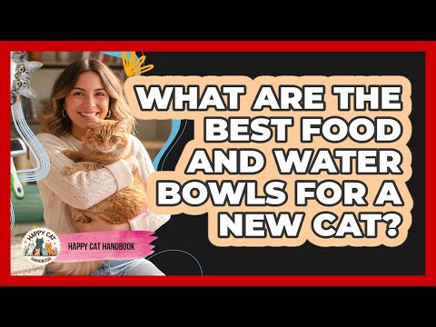 What Are The Best Food And Water Bowls For A New Cat?