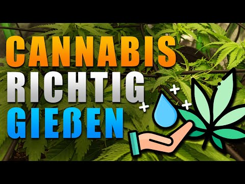 Cannabis EINFACH und RICHTIG gießen
