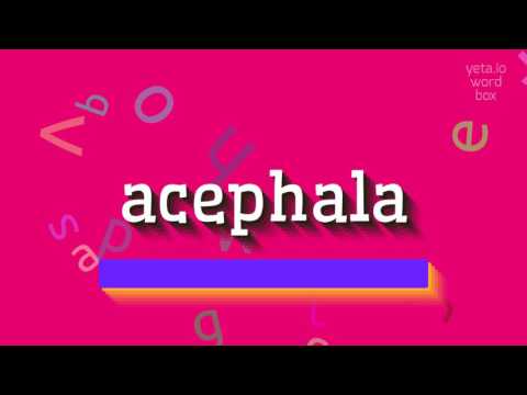 How to say "acephala"! (High Quality Voices)