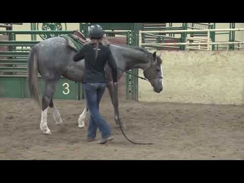 Hip #41 Bet Hesa Dual Smart