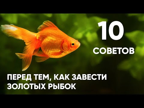 , title : '10 советов перед тем, как завести золотых рыбок'