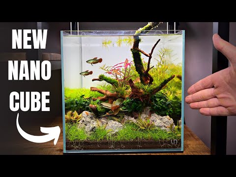 I Made a Colourful Nano Cube For Sparkling Gouramis! Full Step By Step Aquascape Tutorial