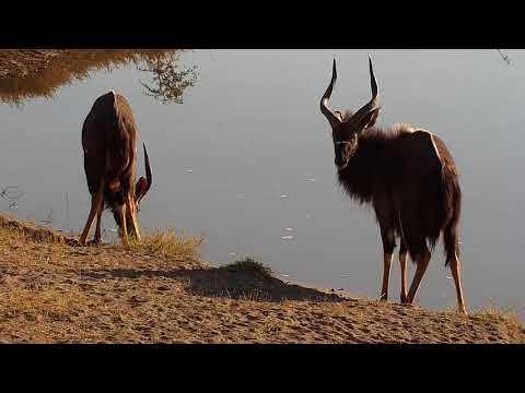 Djuma: Nyala bulls - 08:13 - 07/18/19