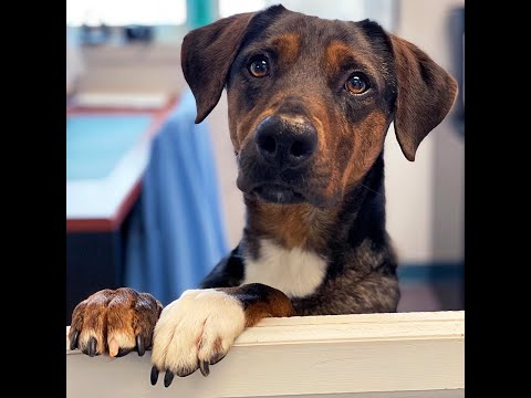 Abigail, an adoptable Catahoula Leopard Dog Mix in Charles Town, WV_image-1