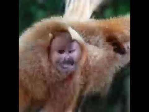 Video thumbnail for Lizard Man Lake