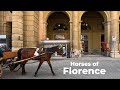 Horses Of Florence Italy