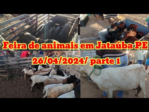 Feira de caprinos e ovinos Em Jataúba PE 26/04/2024/Parte 1