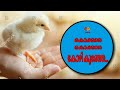 Kokkara Kokka Kozhi Kunje Mylanchi Whatsapp Status Lantern Media