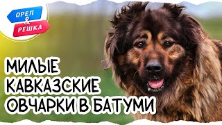 Кавказские овчарки. Батуми. Орел и Решка. Шопинг