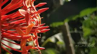 Download lagu Honey bee | kumbalangi nights bgm | #honeybee | WhatsApp Status mp3