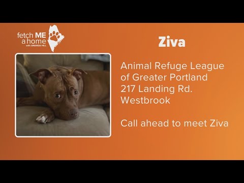 Fetch ME A Home | Ziva - YouTube