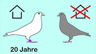 Taube Hat In Mein Zimmer Geschissen Gefährlich Gesundheit