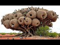 Most Incredible Bird Nests That Redefine Natural Architecture