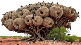 Download lagu Most Incredible Bird Nests That Redefine Natural Architecture! mp3