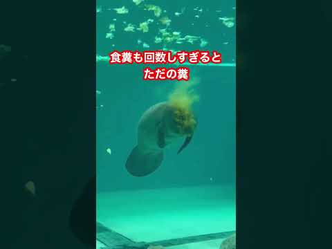 マナティー