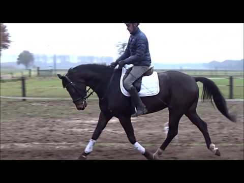 Glock's Toto jr. (Totilas) x Dayano x Alasca for sale!