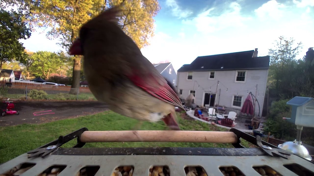 BirdFy Metal 2 4K smart bird feeder: Female Cardinal - YouTube