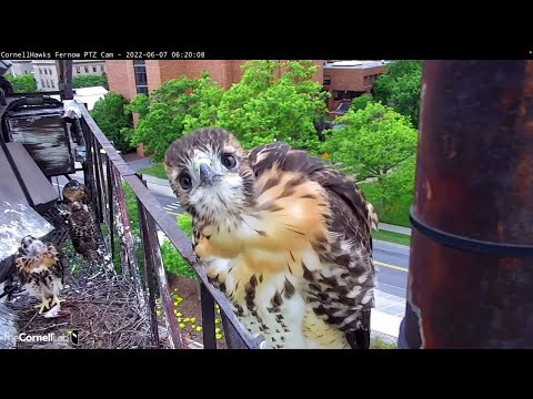 Curious Red-tailed Hawk Chick "L1" Investigates Cam For The Ultimate Close-Up! – June 7, 2022