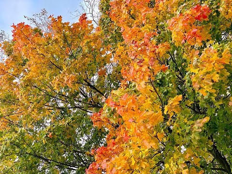 Autumn Colours, Wrenthorpe Fields Wakefield