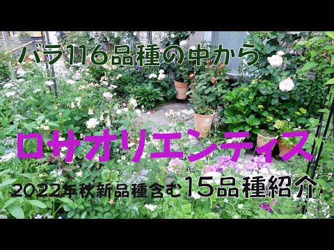 園芸 リヴィンのヴァイオレット、リヴィナスのヴァイオレット