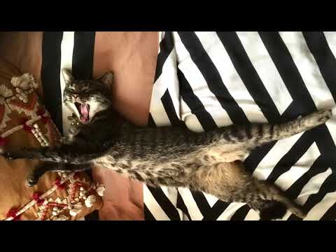 McStine&Minnemann II (trailer)