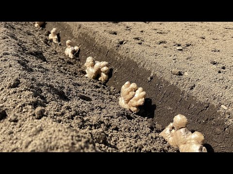 生姜の栽培: これがスーパーチューバーを自分で栽培する方法です 植物