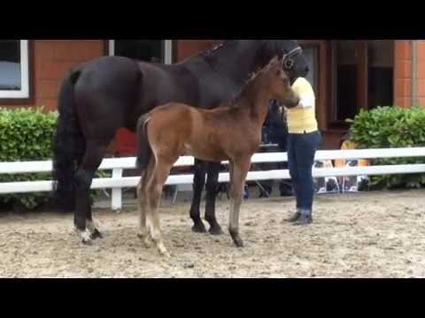 Bon Bravour - Rotspon