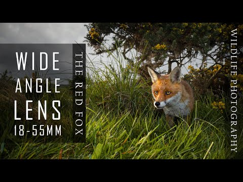 Irish Wildlife Photography - Fox with Wide Angle Lens (Remote Trigger)