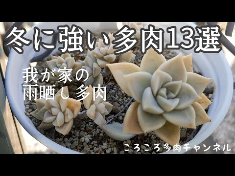 耐寒性屋外多肉植物 delosperma