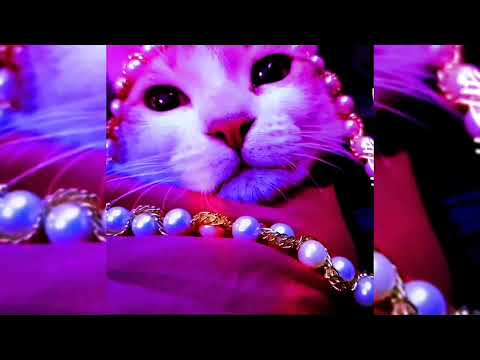 Funny Cats and Kittens Meowing Compilation