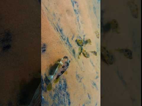 🐡 puffer fish | kovalam beach Kerala | DJI pocket 2