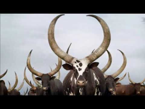 Matur Makuur old album