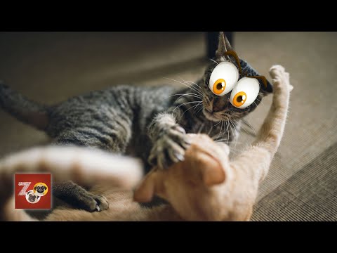 Animais engraçados e divertidos 2023 | Tente não rir com esses 🐶 Cães e 😺 Gatos hilários