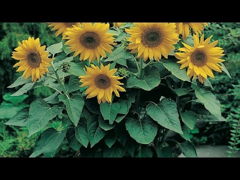 Cómo cultivar girasoles en el jardín